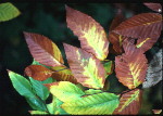 branch of diseased beech leaves