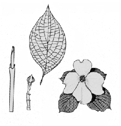 twig, leaf, and flower