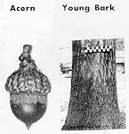 acorn and bark