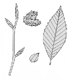 twig, bud, leaf, and fruit