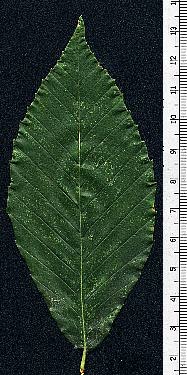 leaf next to ruler