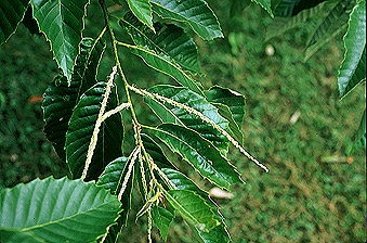 leaves close up