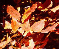 some leaves