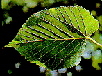 leaf from underside