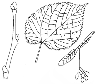 leaf, twig, bud, and fruit