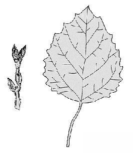 leaf, twig, and bud
