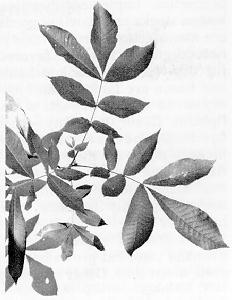 leaves