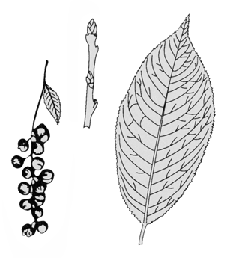 twig, fruit, and leaves