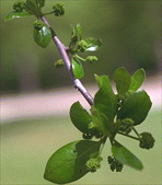 green leaves