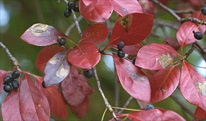 red leaves