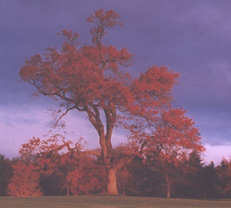 large red tree