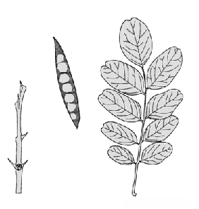 twig, fruit, and leaf