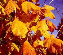 autumn leaves