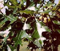 leaves