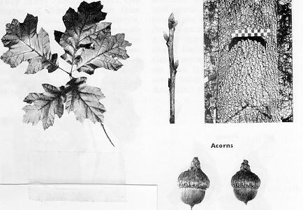 leaves, twig, bark, and acorns