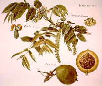 leaves and fruit