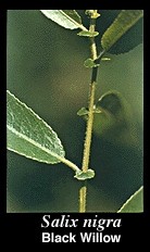 stipules at base of leaf stem