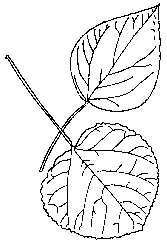 broad leaves