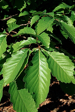 leaves