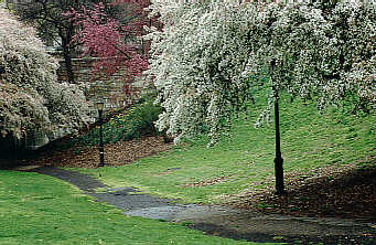 trees in flower