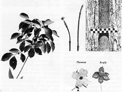 branch, twigs, bark, fruit, and flower