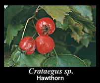 fruit