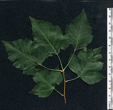 leaves next to ruler