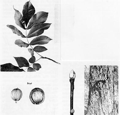 leaves, nut, twig, and bark