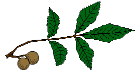 leaf and fruit