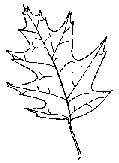 pinnate leaf veins