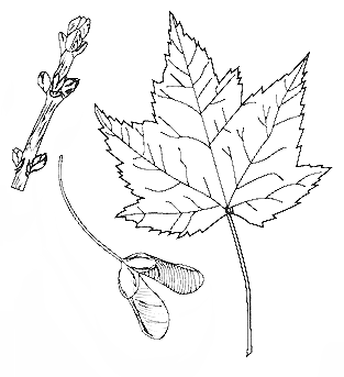 twig, fruit, and leaf