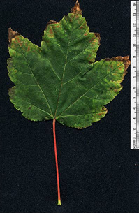 leaf next to ruler