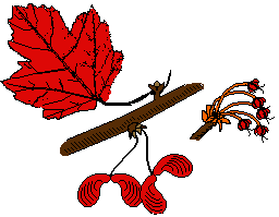 red leaf