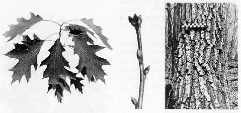 leaves, twig, and bark