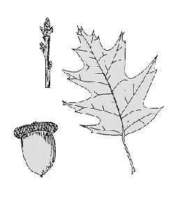 twig, acorn, and leaf