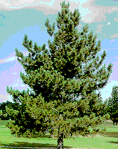 whole tree