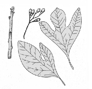 leaves, twig, and fruit