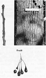 bark, twig, and fruit