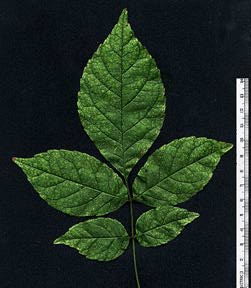 leaf