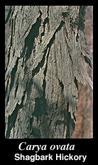 shaggy bark