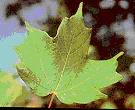 florida sugar maple leaf