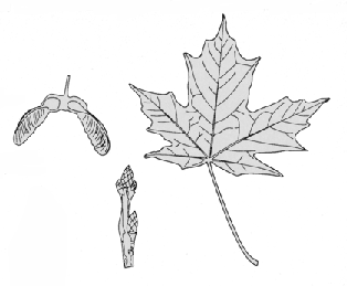 seeds, twig, and leaf