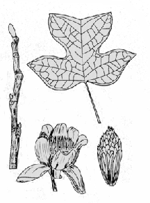 twig, leaf, and flowers