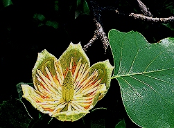 leaf and flower