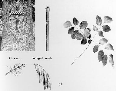 bark, flowers, twig, seeds, and leaf