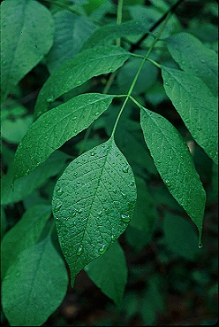 White ash wood