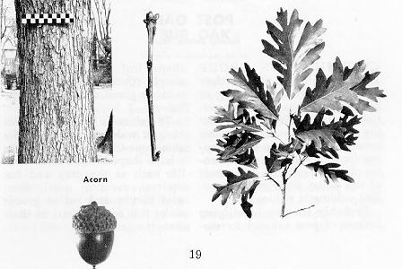 bark, acorn, and leaves