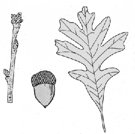 twig, acorn, and leaf