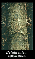 bark