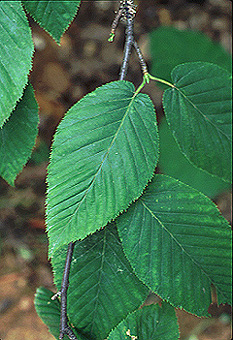 Yellow Birch (Betula allegheniensis)